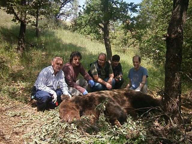Καστοριά, Κοζάνη: Έξι αρκούδες – επιστημονικοί συνεργάτες για την «ΚΑΛΛΙΣΤΩ»
