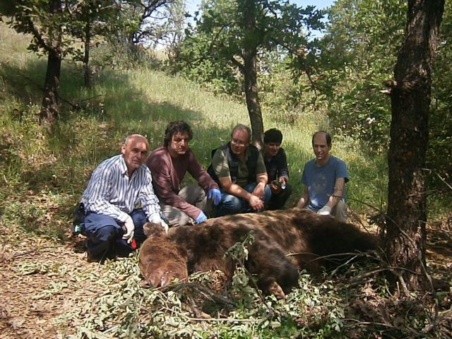 Καστοριά, Κοζάνη: Έξι αρκούδες - επιστημονικοί συνεργάτες για την «ΚΑΛΛΙΣΤΩ» | tanea.gr Καστοριά, Κοζάνη: Έξι αρκούδες - επιστημονικοί συνεργάτες για την «ΚΑΛΛΙΣΤΩ» | tanea.gr