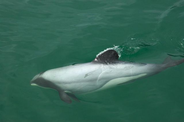 «Θέμα χρόνου» η εξαφάνιση του σπανιότερου δελφινιού στον κόσμο