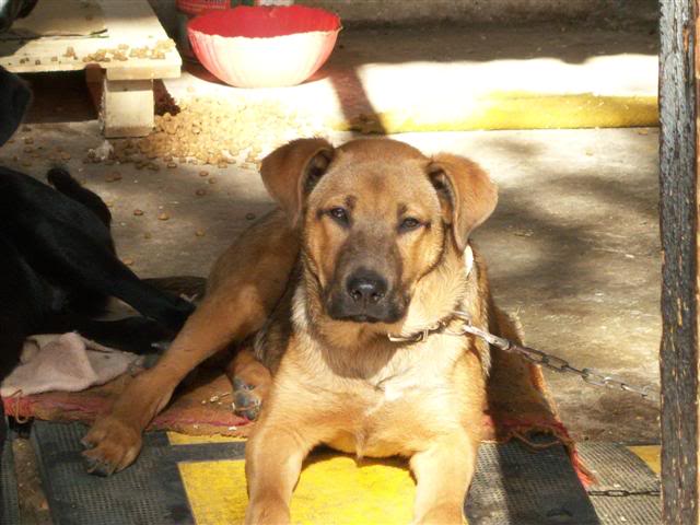 Ποινή φυλάκισης σε ιδιοκτήτρια λαμπραντόρ επειδή ο σκύλος της δάγκωσε τρίχρονο παιδί