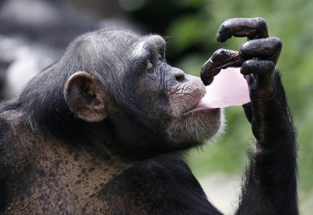 Ισπανία: Θάνατος και του δεύτερου χιμπατζή που το είχε σκάσει από ζωολογικό κήπο