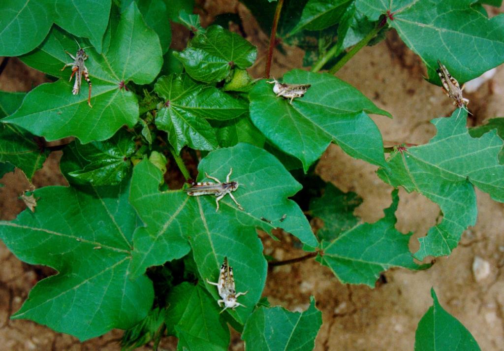 Πλήθος ακρίδων απειλούν τις καλλιέργειες των Τρικάλων