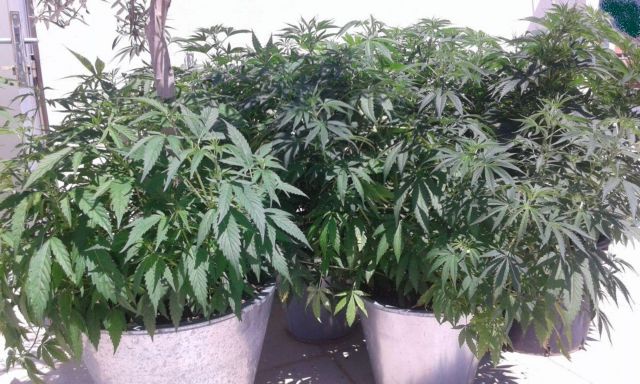 Φθιώτιδα: Καλλιεργούσε εκατοντάδες δενδρύλλια χασίς στο σπίτι του στα Καμένα Βούρλα