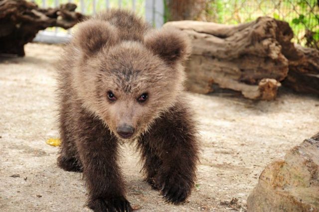 Φλώρινα: Ορεξάτο το ορφανό αρκουδάκι που φροντίζει ο «Αρκτούρος»
