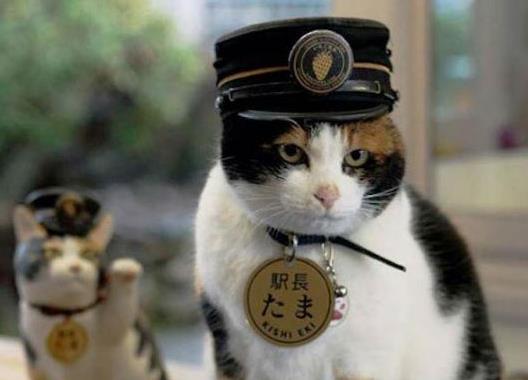 Η γάτα-σταθμάρχης που «έσωσε» τον ιαπωνικό σιδηρόδρομο