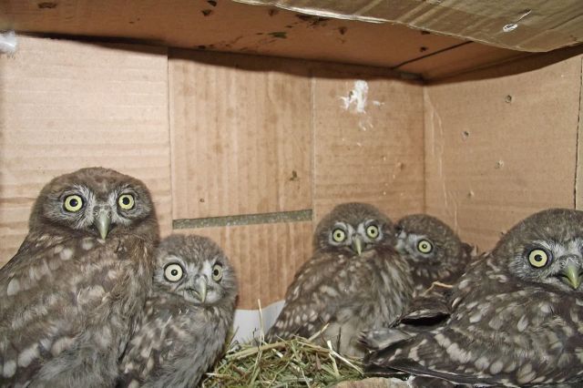 Καλλιθέα: Βοηθήστε την «Άνιμα» για την επανένταξη πουλιών στη φύση