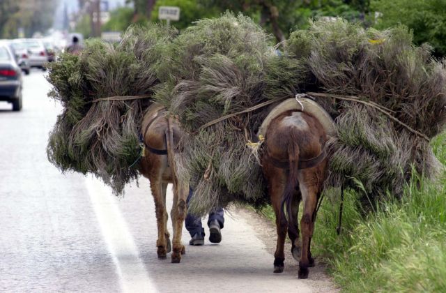 Λέρος: Αριθμό κυκλοφορίας θα έχουν… άλογα, γαϊδούρια και μουλάρια