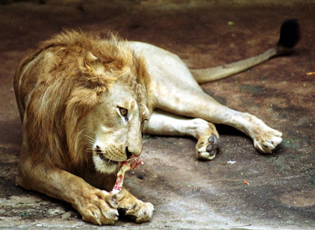 Λιοντάρι κατασπάραξε τουρίστρια στη Νότιο Αφρική