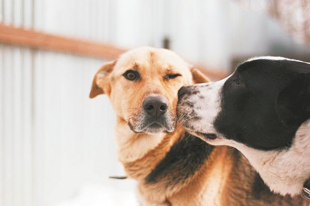 Δοξάτο Δράμας: «Επικήρυξη» από τον δήμο για όποιον δηλητηριάζει μαζικά αδέσποτους σκύλους