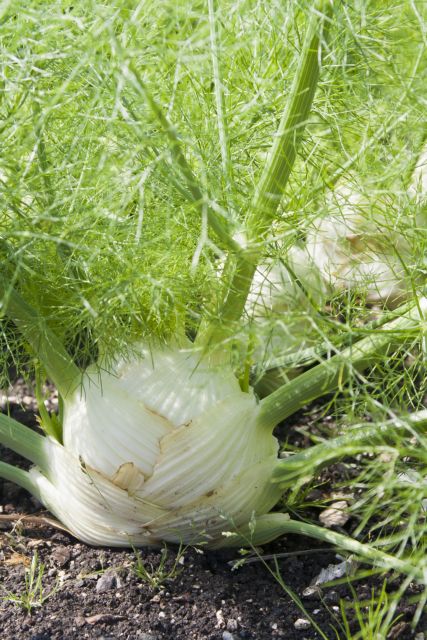 Μάραθος: Το μυστικό για λεπτή σιλουέτα