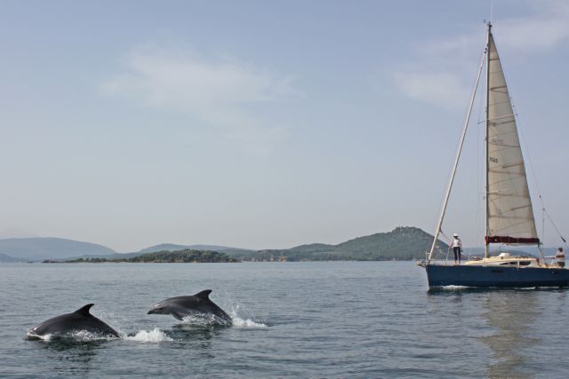 Δελφίνια και φάλαινες εντοπίστηκαν στον κόλπο της Καβάλας
