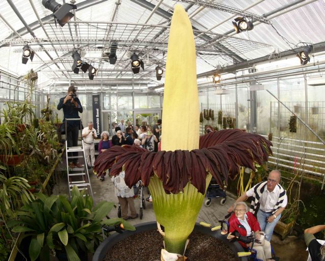 Το μεγαλύτερο λουλούδι του κόσμου άνθισε σε πάρκο του Τόκιο