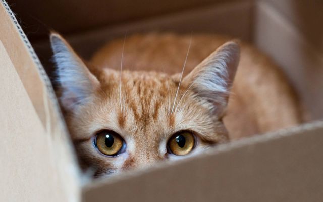 ΗΠΑ: Γάτα ταξίδεψε 28 μίλια κρυμμένη στον κινητήρα φορτηγού