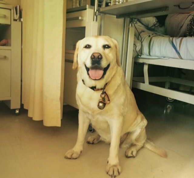 Ηράκλειο: Ο πρώτος σκύλος – οδηγός τυφλών που μπαίνει σε νοσοκομείο!