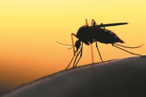 Μαζί με τα κουνούπια επέστρεψε ο εφιάλτης