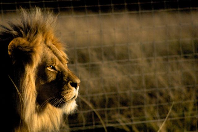 Και δεύτερος Αμερικανός φέρεται να σκότωσε λιοντάρι στη Ζιμπάμπουε τον Απρίλιο