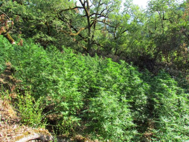 Δάσος από 1.500 φυτά χασίς βρήκε η αστυνομία στη Φωκίδα | tanea.gr