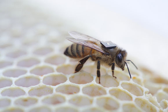 Αισθητήρες στις μέλισσες για την προστασία τους