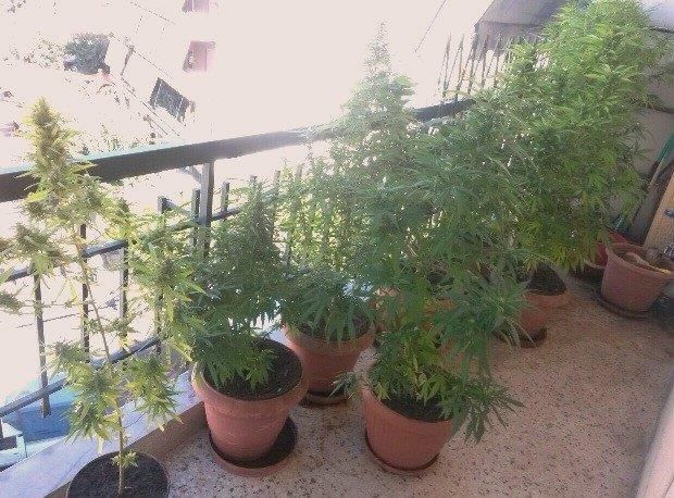 Καλλιεργούσε χασίς στο μπαλκόνι του και το πουλούσε