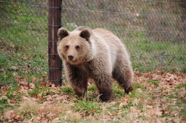 Αυξάνεται ο πληθυσμός των αρκούδων στην Ελλάδα, σύμφωνα με τον Αρκτούρο
