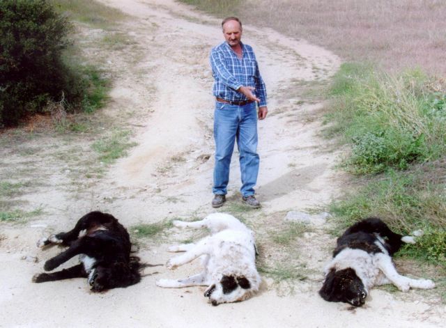 Εβρος: Επτά αλεπούδες και έξι τσομπανόσκυλα νεκρά από δολώματα κυανίου