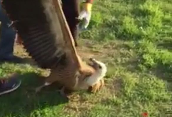 Γυπαετός προσγειώθηκε σε κατοικημένη περιοχή στις Μοίρες Ηρακλείου