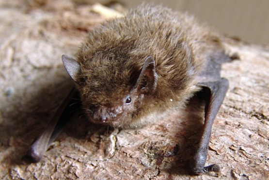 Δέλτα Αξιού: 13 είδη νυχτερίδων ζουν στο Εθνικό Πάρκο