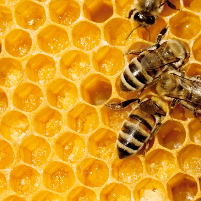 Κι ύστερα… πέθαναν οι μέλισσες