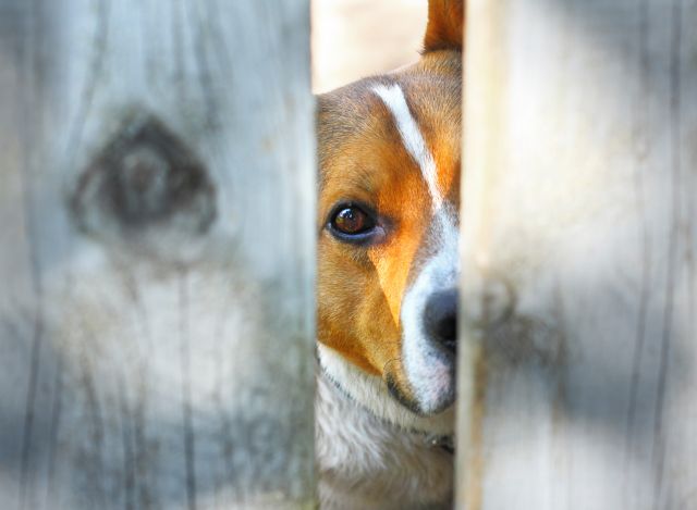 Παρέμβαση Κουτζαμάνη για απάνθρωπο ακρωτηριασμό ζώου στην Κόρινθο