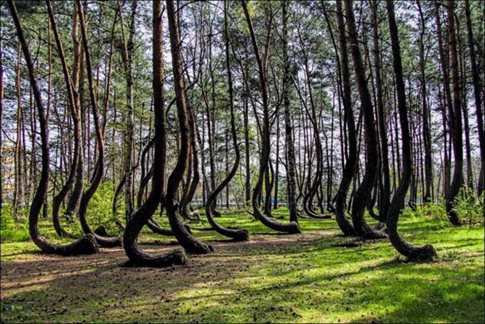 Πολωνία: Το παραμυθένιο δάσος με τους στραβούς κορμούς