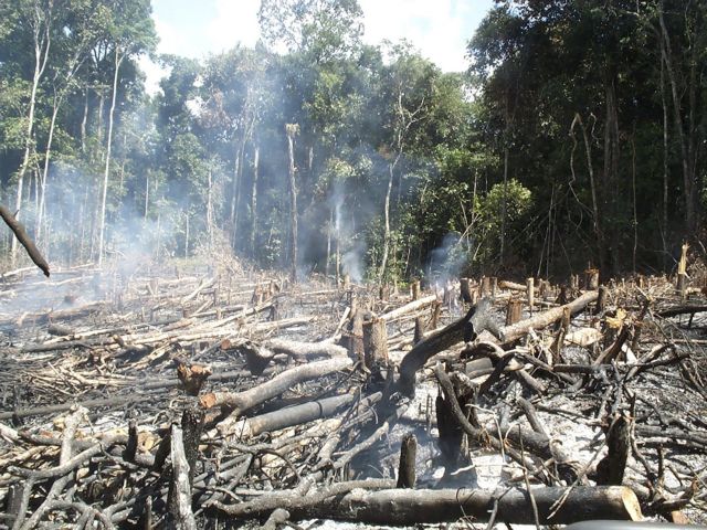 Αμαζόνιος: Κινδυνεύουν με εξαφάνιση περισσότερα από τα μισά πιο σπάνια είδη δέντρων