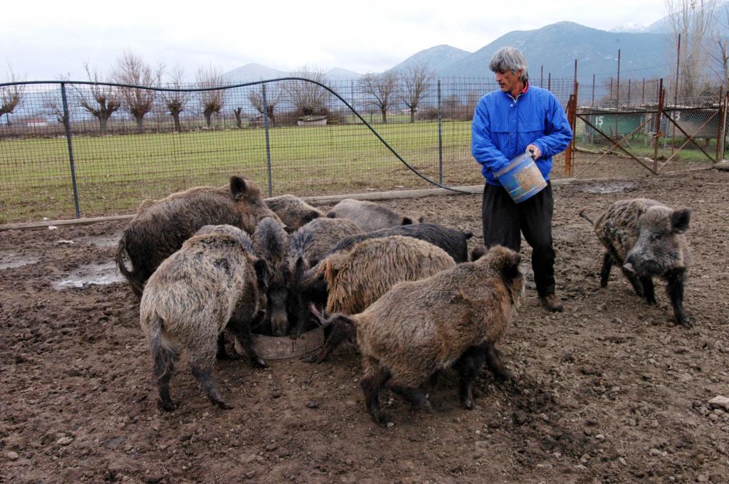 Κτηνοτρόφος έδωσε …χάρη σε ένα αγριογούρουνο που δραπέτευσε για να μην καταλήξει ζαμπόν