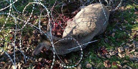 Τα συρματοπλέγματα για τους πρόσφυγες σκοτώνουν τα άγρια ζώα