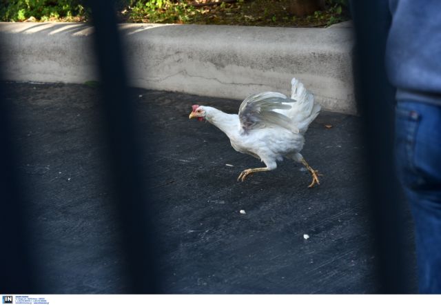 «Αναστάτωση» στο Μαξίμου από γυναίκα που πέταξε στην αυλή μία… κότα