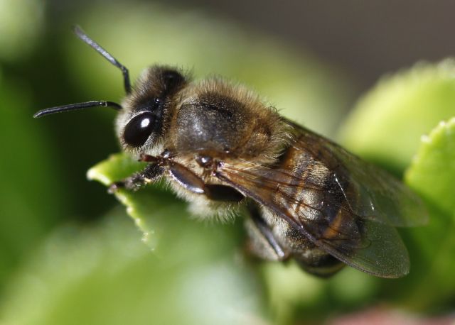 Οι μέλισσες εξαφανίζονται από ιoύς που μεταφέρουν οι άνθρωποι