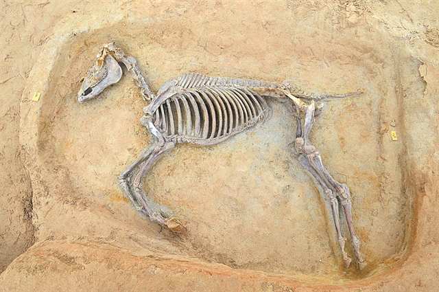 Στ’ άλογα, στ’ άλογα!