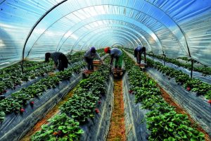 Πρώτο δείγμα σκληρής γραμμής