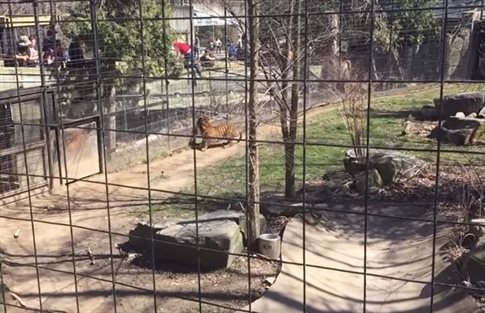 Γυναίκα μπήκε στο κλουβί της τίγρης για να πιάσει το καπέλο της