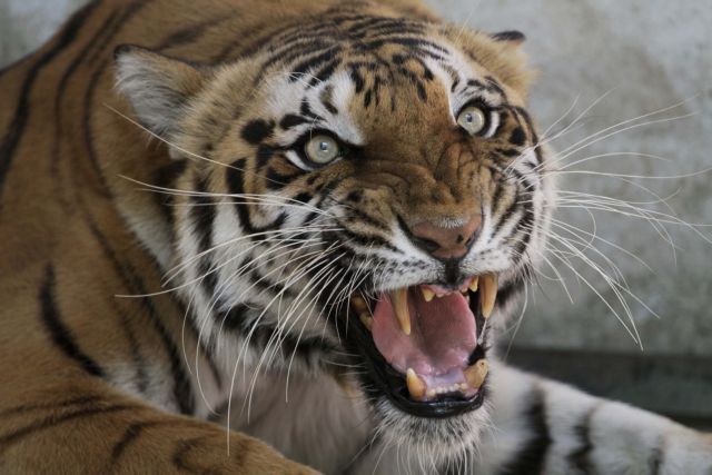 Συναγερμός σε ολλανδικό χωριό: Δύο τίγρεις δραπέτευσαν από καταφύγιο