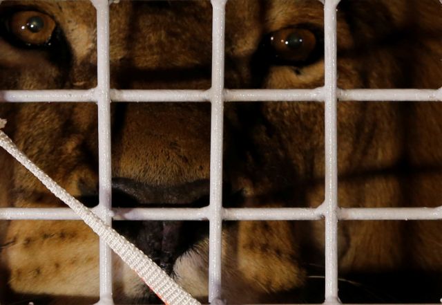 Ν. Αφρική: Στη χώρα τα 33 λιοντάρια που διασώθηκαν από τσίρκo της νότιας Αμερικής