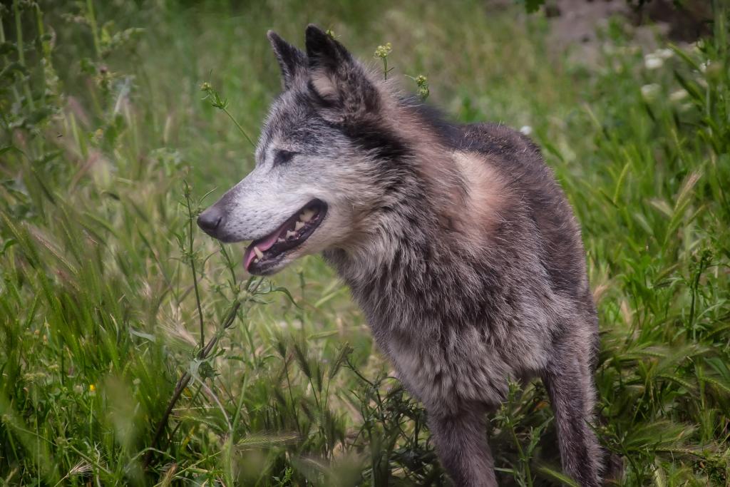 Τρία αρκουδάκια από τη Γεωργία και πέντε λύκους από την Αυστρία φιλοξενεί ο Αρκτούρος