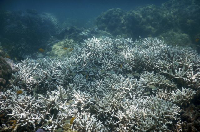 Μαζική λεύκανση των κοραλλιών απειλεί την ύπαρξη του Μεγάλου Κοραλλιογενούς Υφάλου