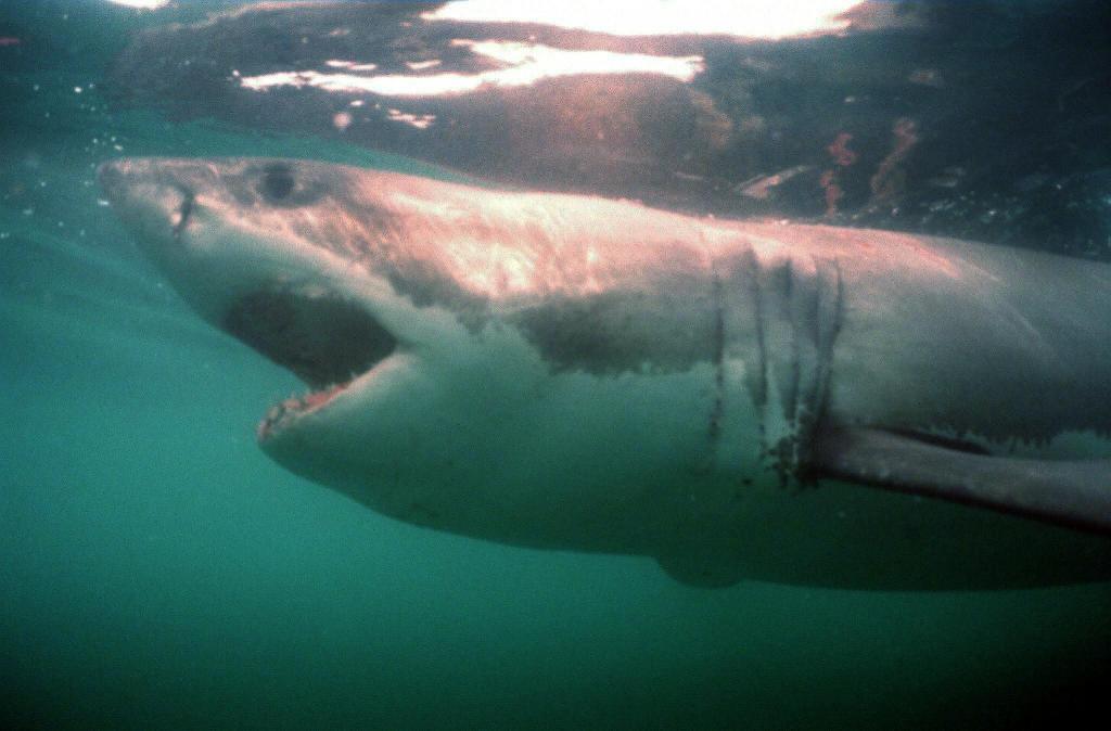Επιθέσεις που αποδίδονται σε καρχαρίες σε Φλόριντα και Καλιφόρνια