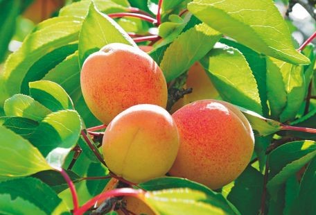 EFSA: Κίνδυνος δηλητηρίασης με κυάνιο από τα κουκούτσια του βερίκοκου