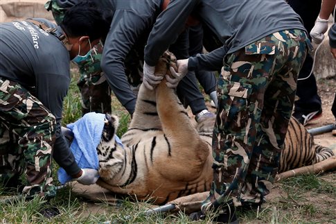 Βρήκαν 40 νεκρά τιγράκια σε καταψύκτη του Ναού των Τίγρεων