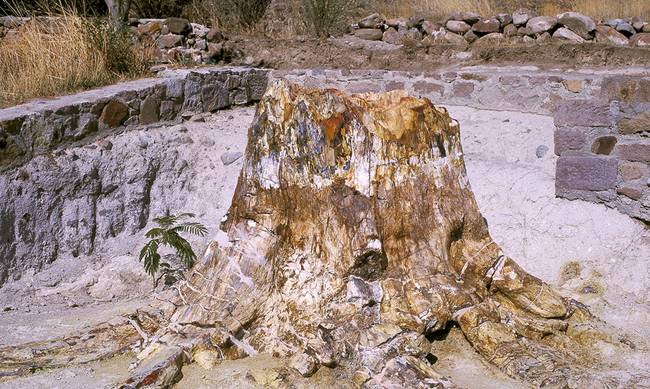Στη Μυτιλήνη η έκθεση με τις ανασκαφές από το απολιθωμένο δάσος