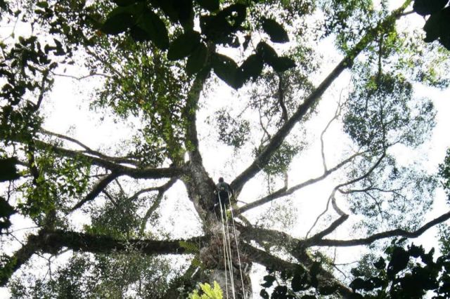 Ανακαλύφθηκε το ψηλότερο τροπικό δέντρο στον κόσμο