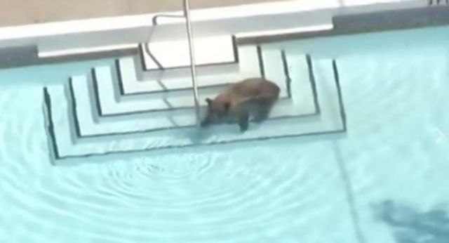 Αρκούδα έκανε τη βουτιά της σε πισίνα βίλας στην Καλιφόρνια