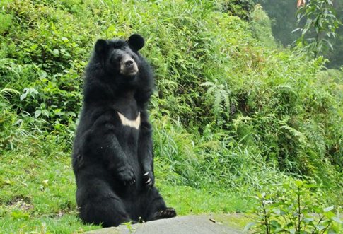 Ιαπωνία: Ανθρώπινη σάρκα βρέθηκε στο στομάχι αρκούδας