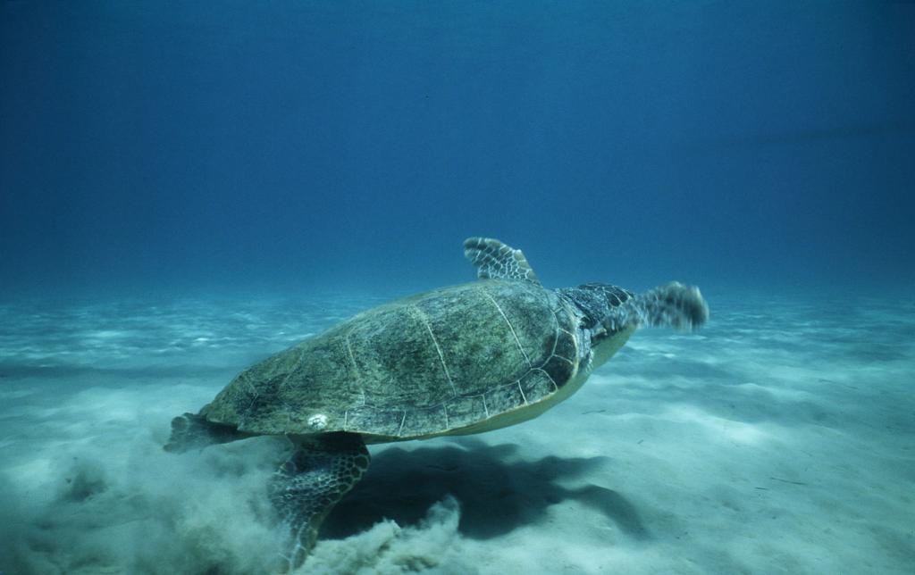 Επέστρεψε στη θάλασσα η χελώνα caretta–caretta που είχε τραυματιστεί πριν ένα μήνα